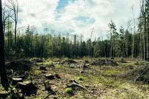 European consumption accelerates global deforestation